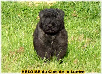 bouvier des flandres photo chiot - Elevage Clos Luette -  COPYRIGHT DEPOSE